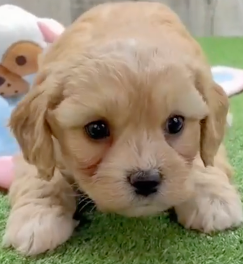 Cavachon Puppy
